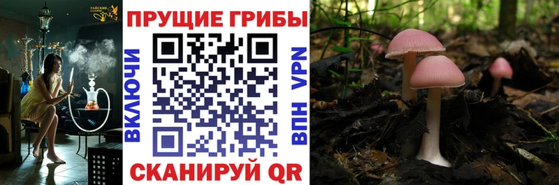 Галлюциногенные грибы Psilocybe Серафимович
